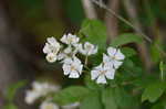 Multiflora rose